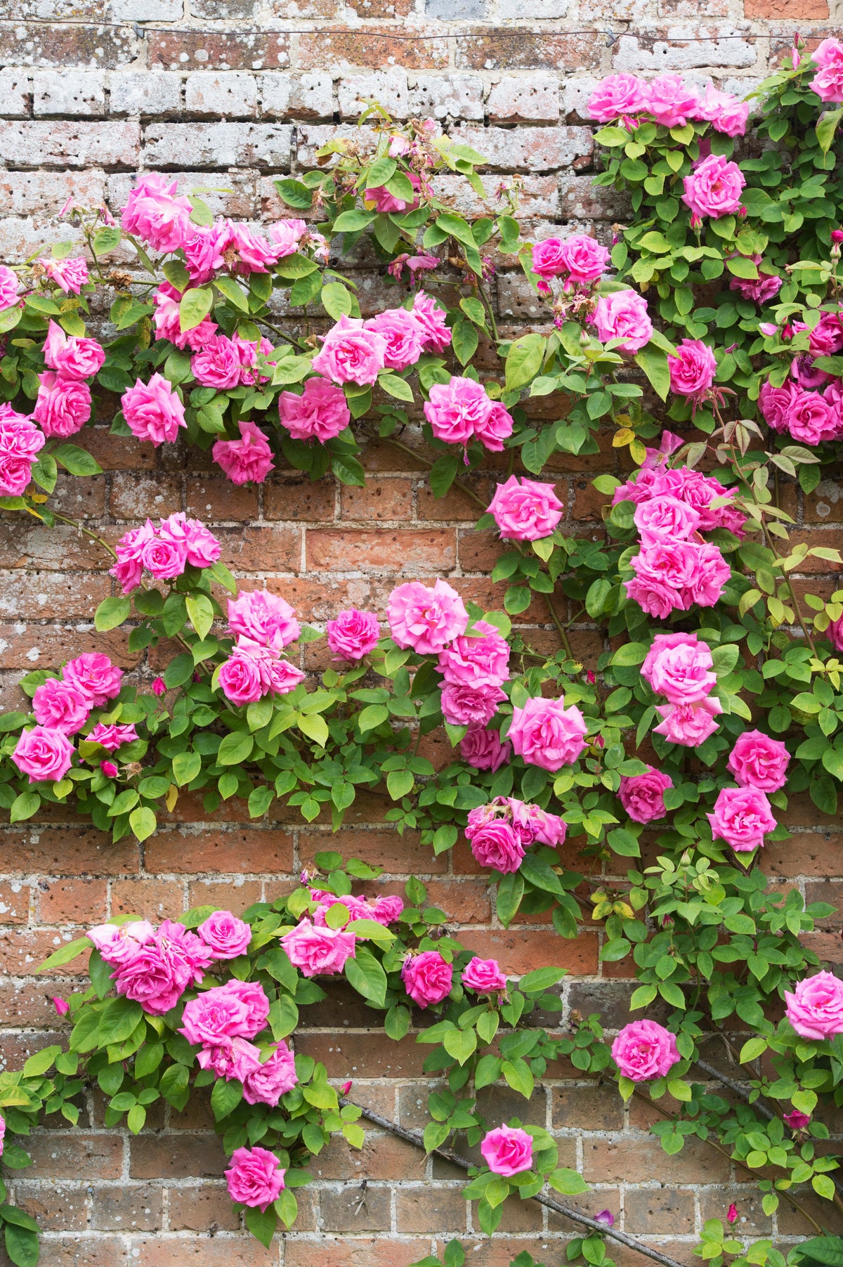 Zéphirine Drouhin Climbing Rose