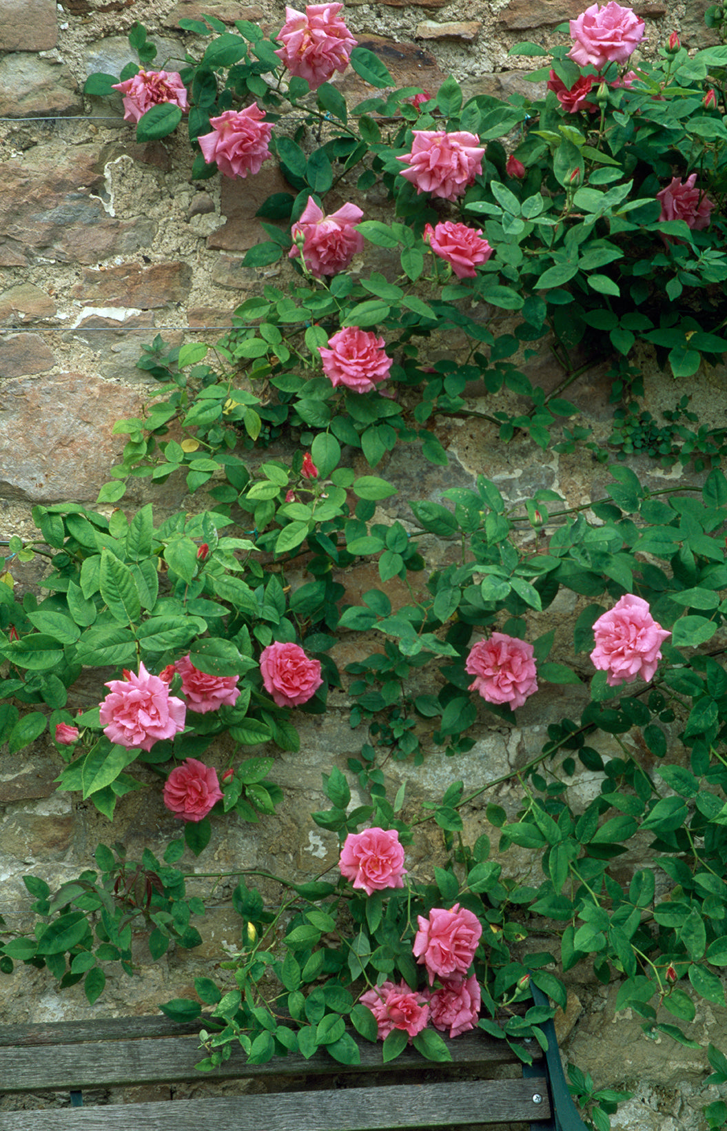 Zéphirine Drouhin Climbing Rose