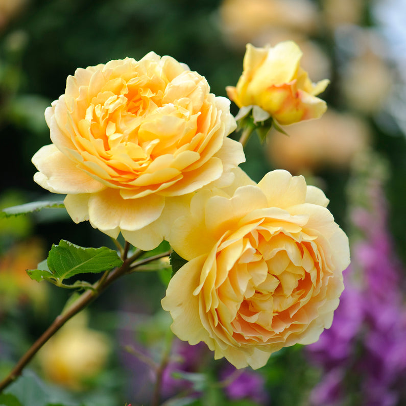 Golden Celebration Rose