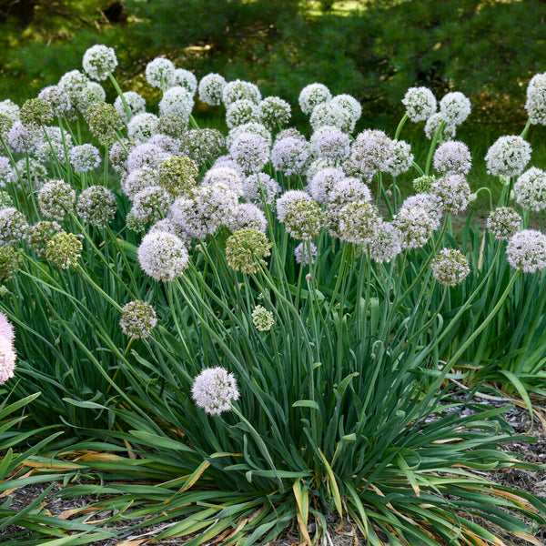 ［新品］SLOTHREAT Allium 新品］SLOTHREAT Allium Deer-Proof Allium for Naturalizing