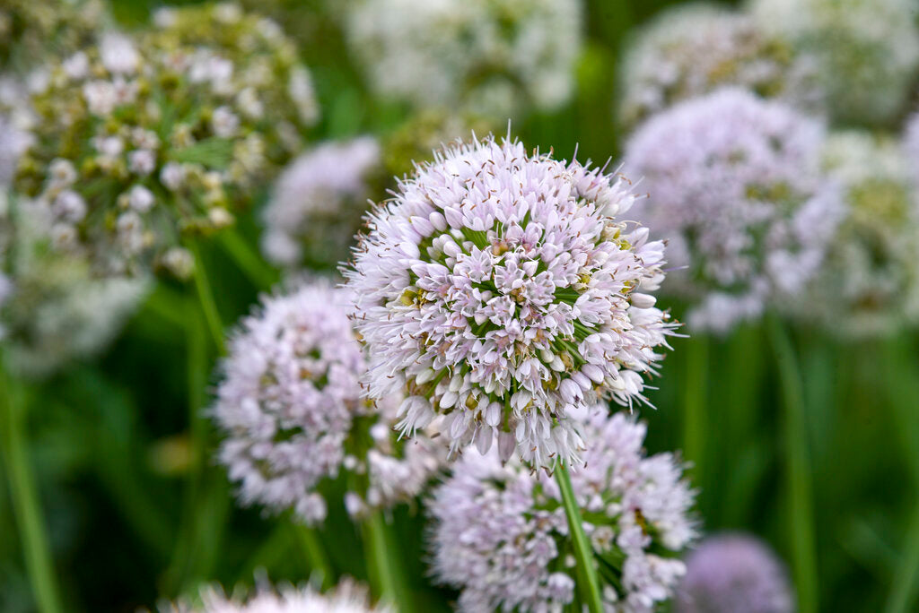 Allium ‘Bobblehead’