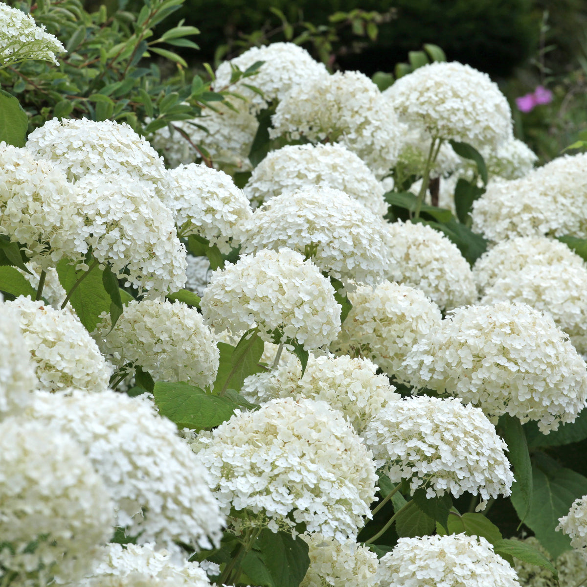 Annabelle Hydrangea