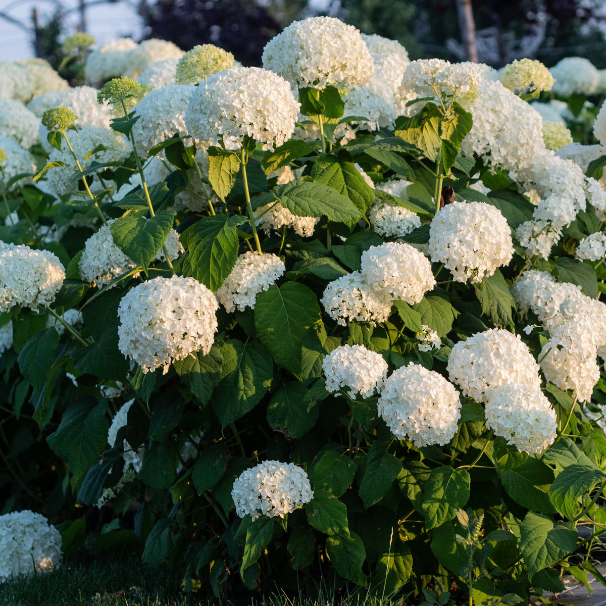 Annabelle Hydrangea