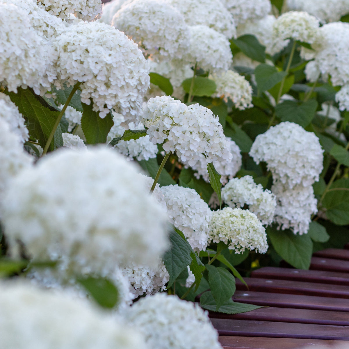Annabelle Hydrangea