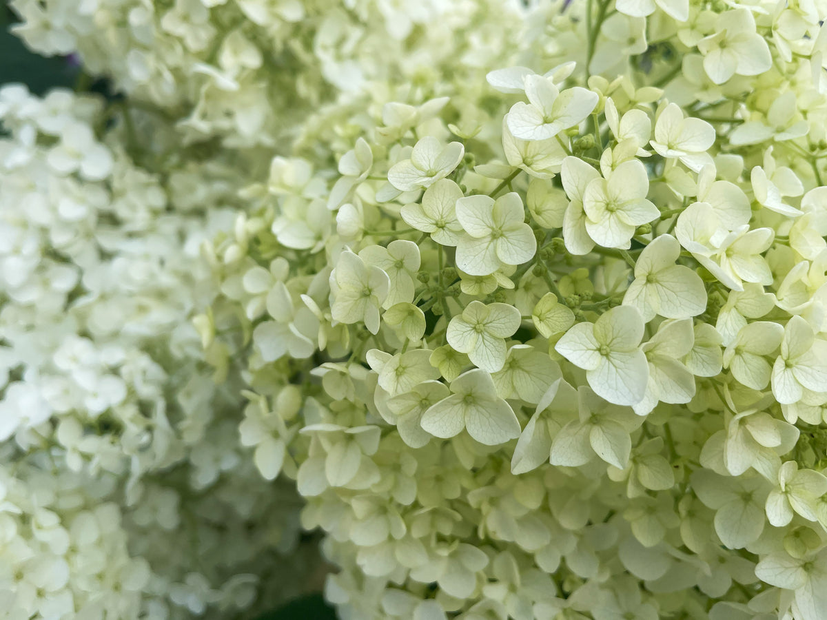 Annabelle Hydrangea