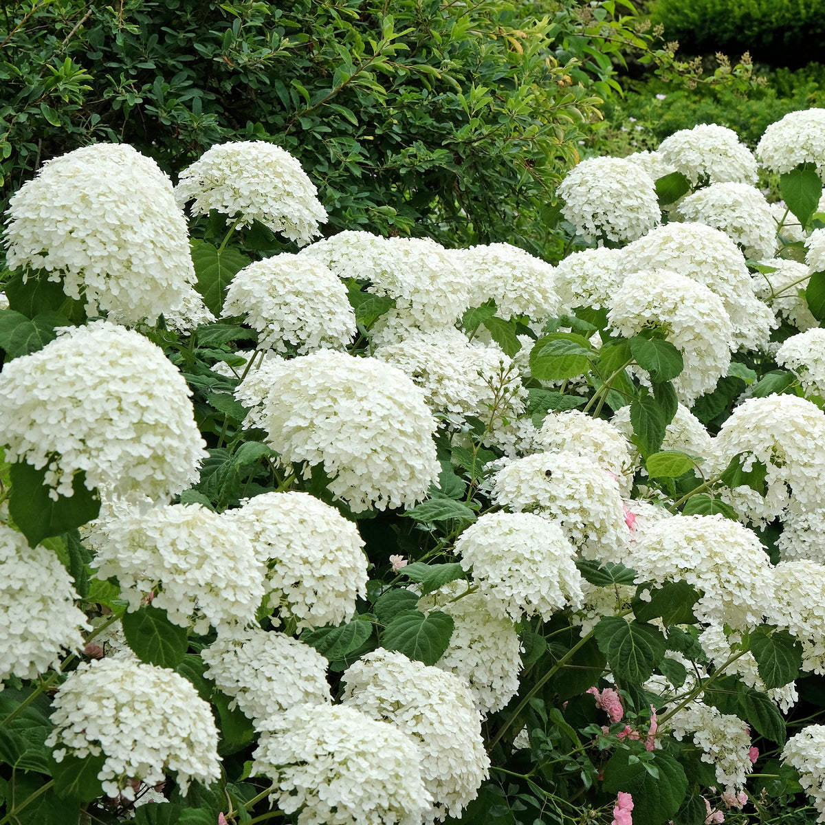 Annabelle Hydrangea
