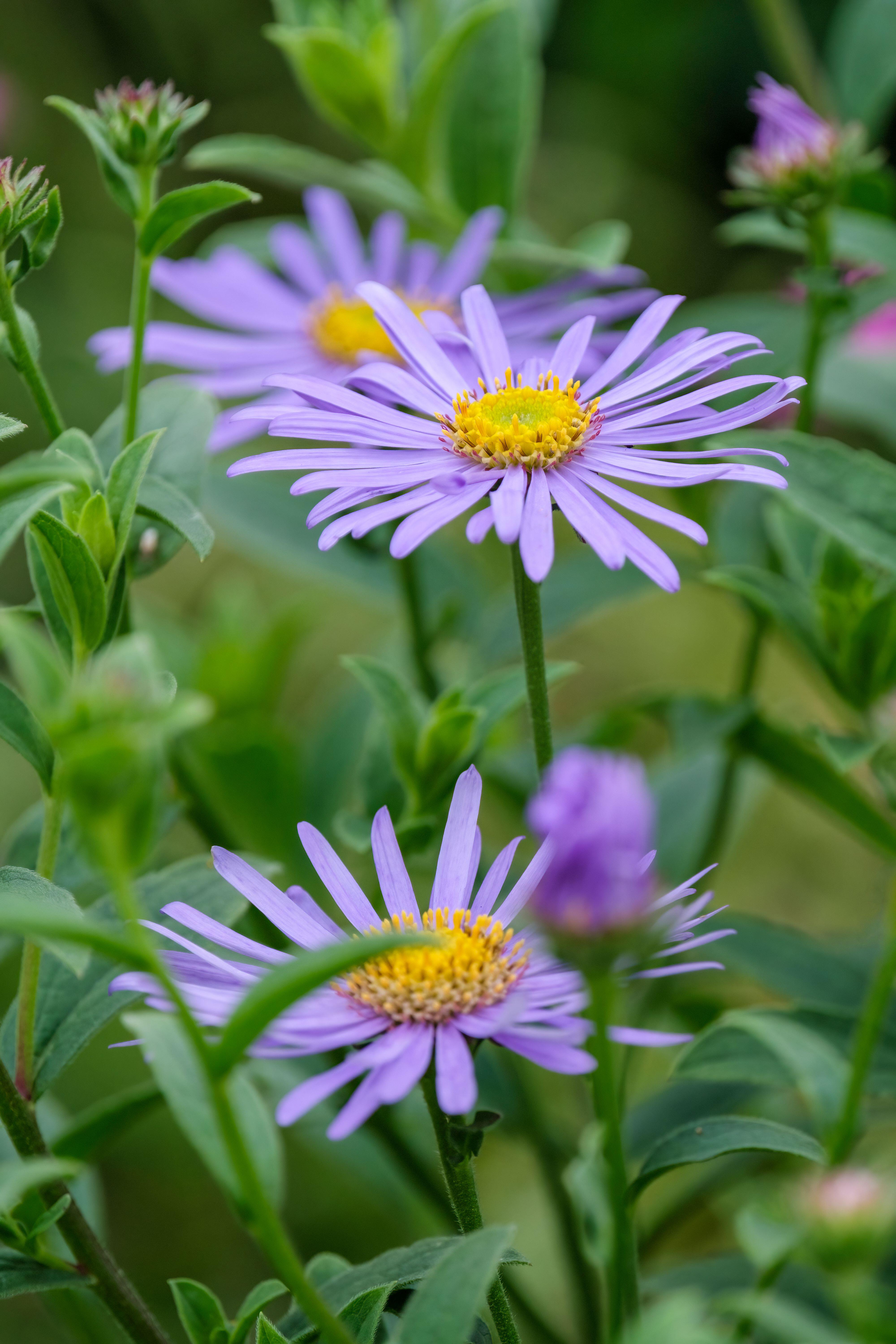 Aster 'Mönch'