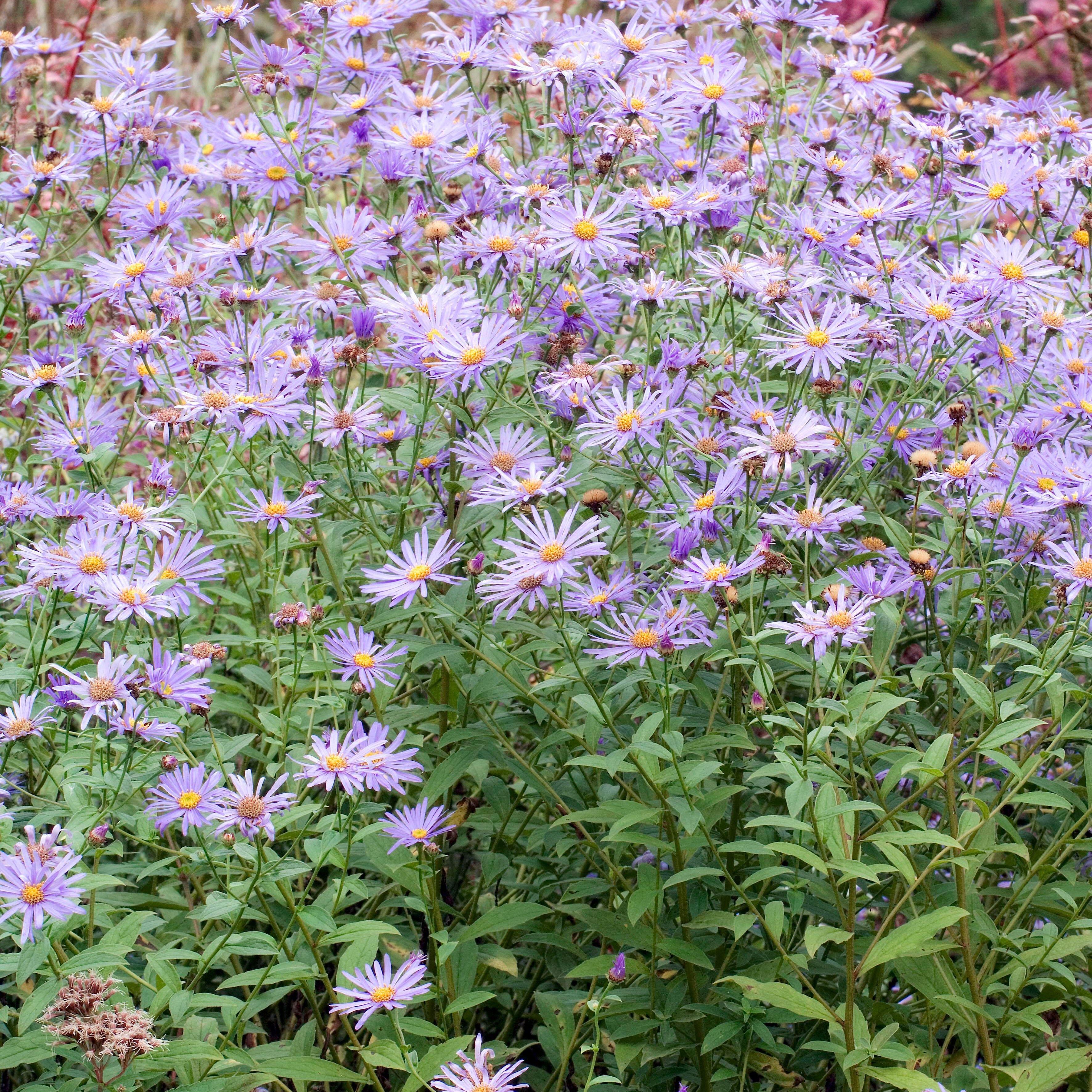 Aster 'Mönch'