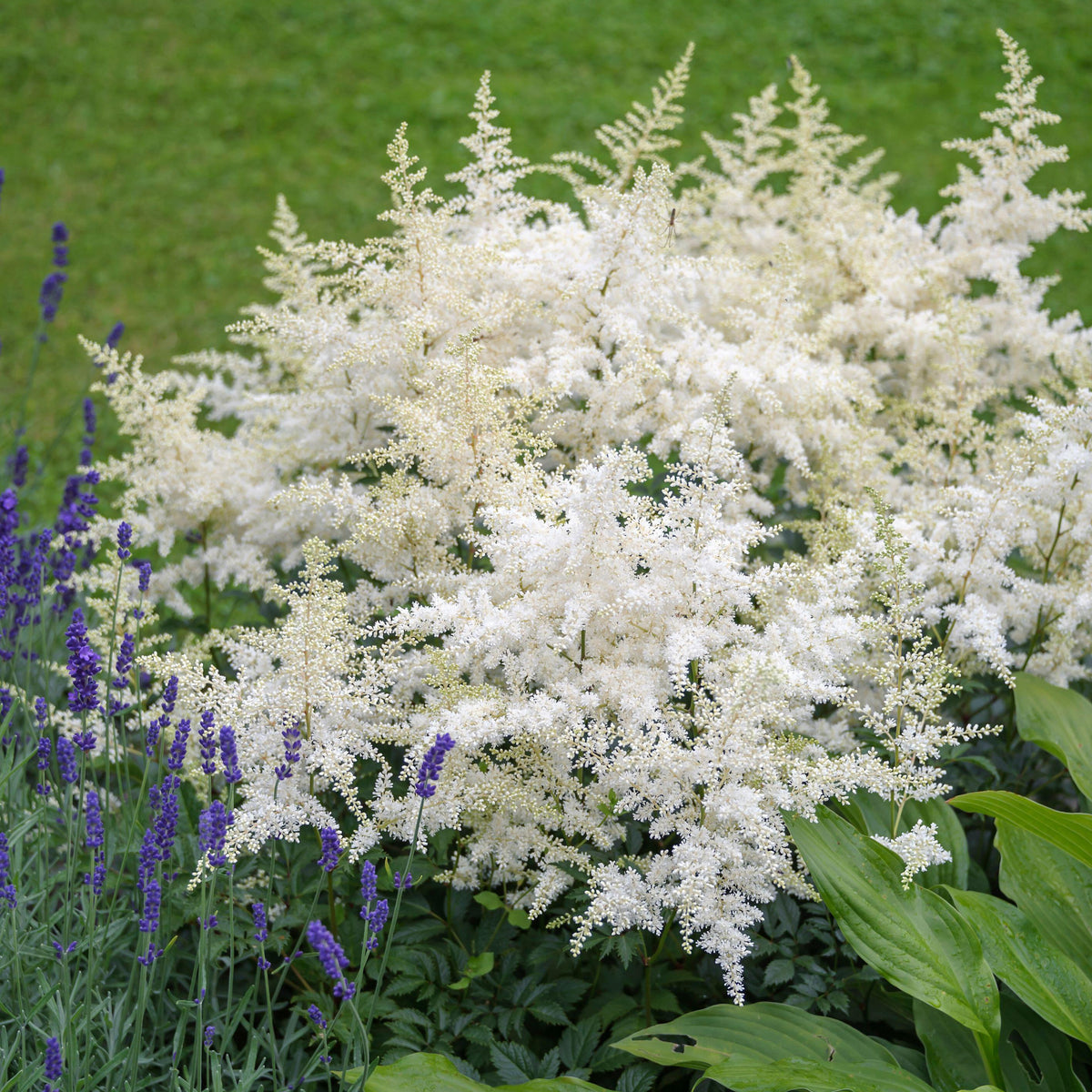 Astilbe 'Bridal Veil'