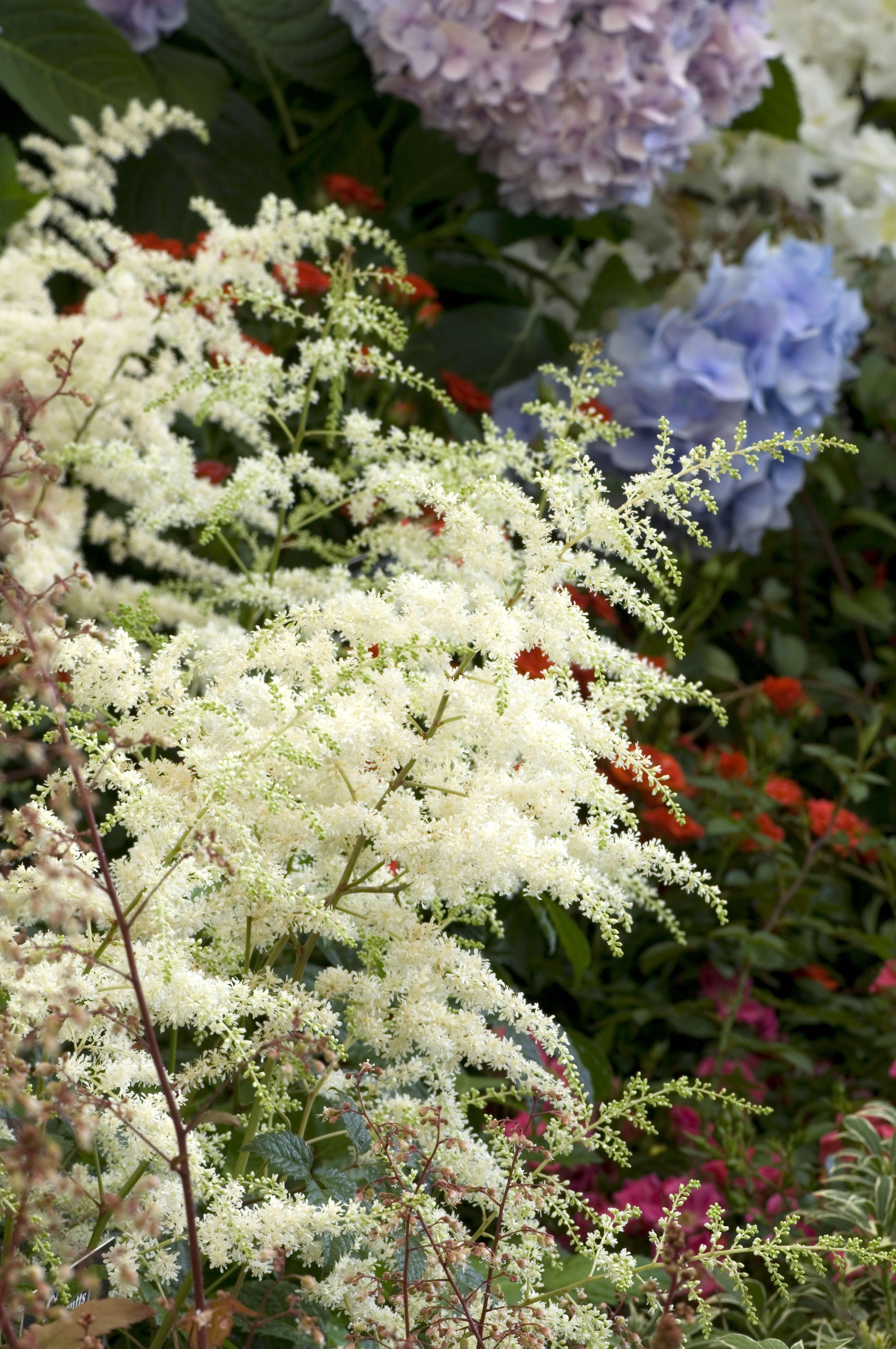 Astilbe 'Bridal Veil'