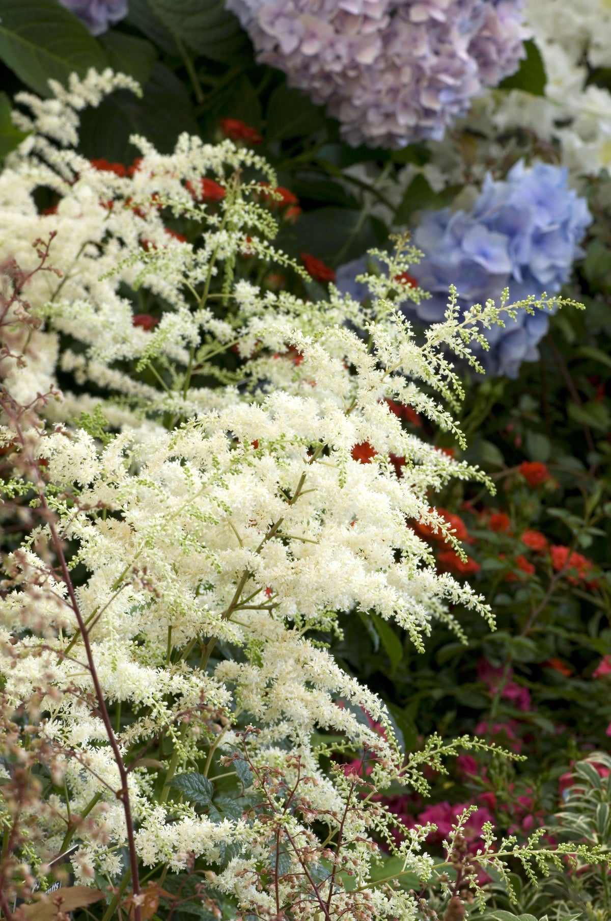 Astilbe 'Bridal Veil'