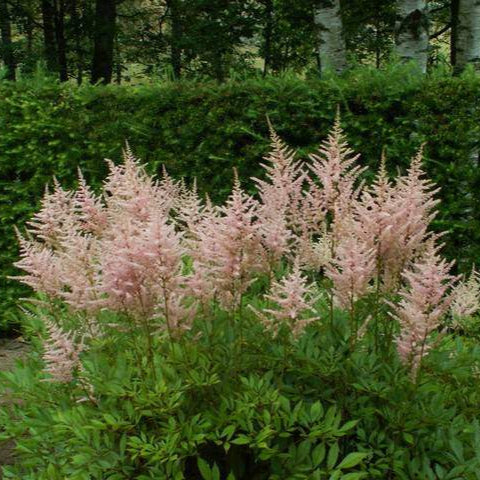 Astilbe &#39;Erika&#39;