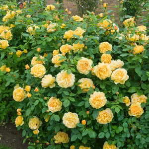 Golden Celebration Rose (Bare Root)