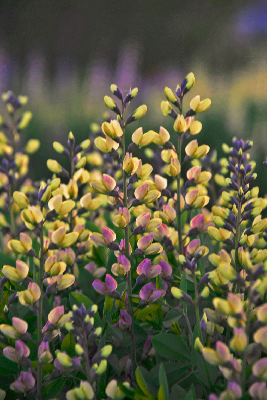 False Indigo Decadence® Deluxe 'Pink Lemonade'