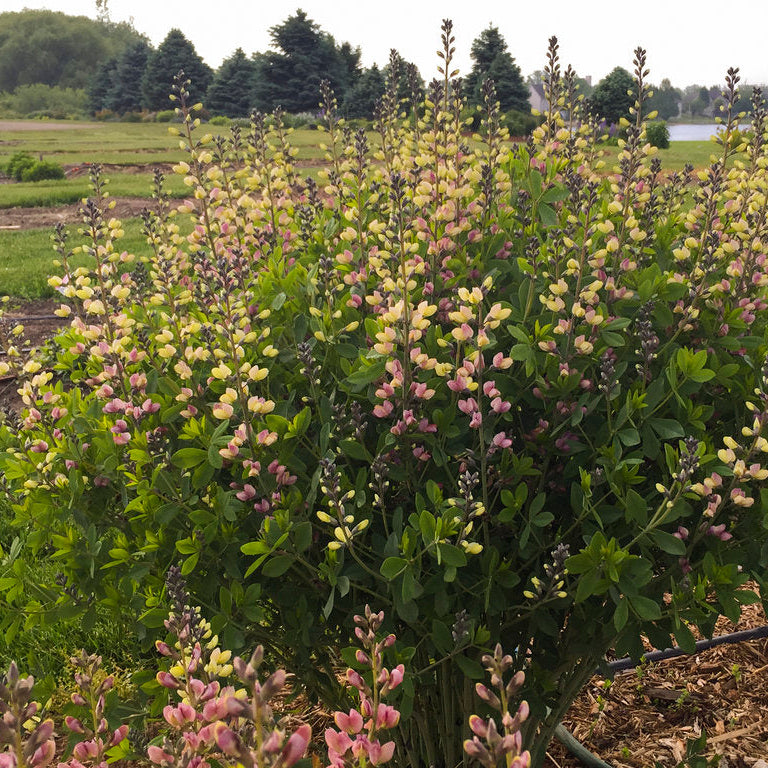 False Indigo Decadence® Deluxe 'Pink Lemonade'