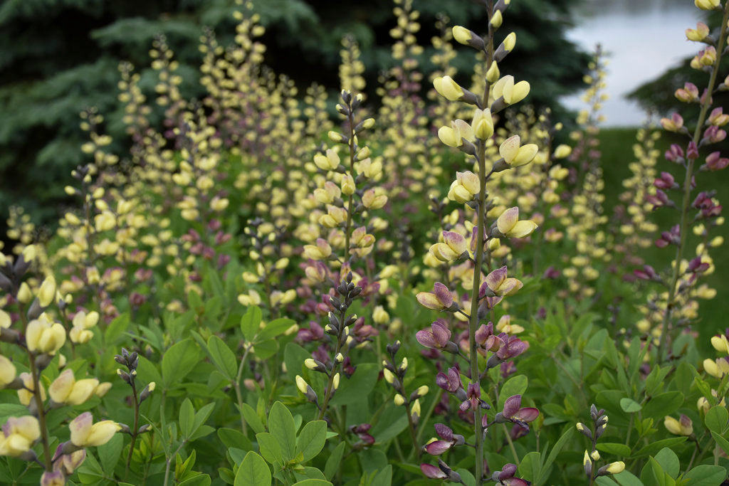 False Indigo Decadence® Deluxe 'Pink Lemonade'