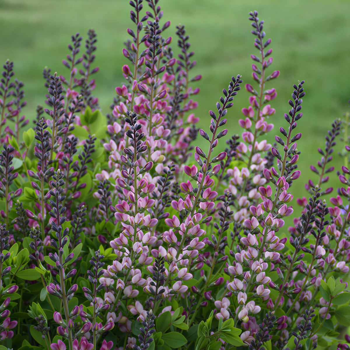 False Indigo Decadence® Deluxe 'Pink Truffles'
