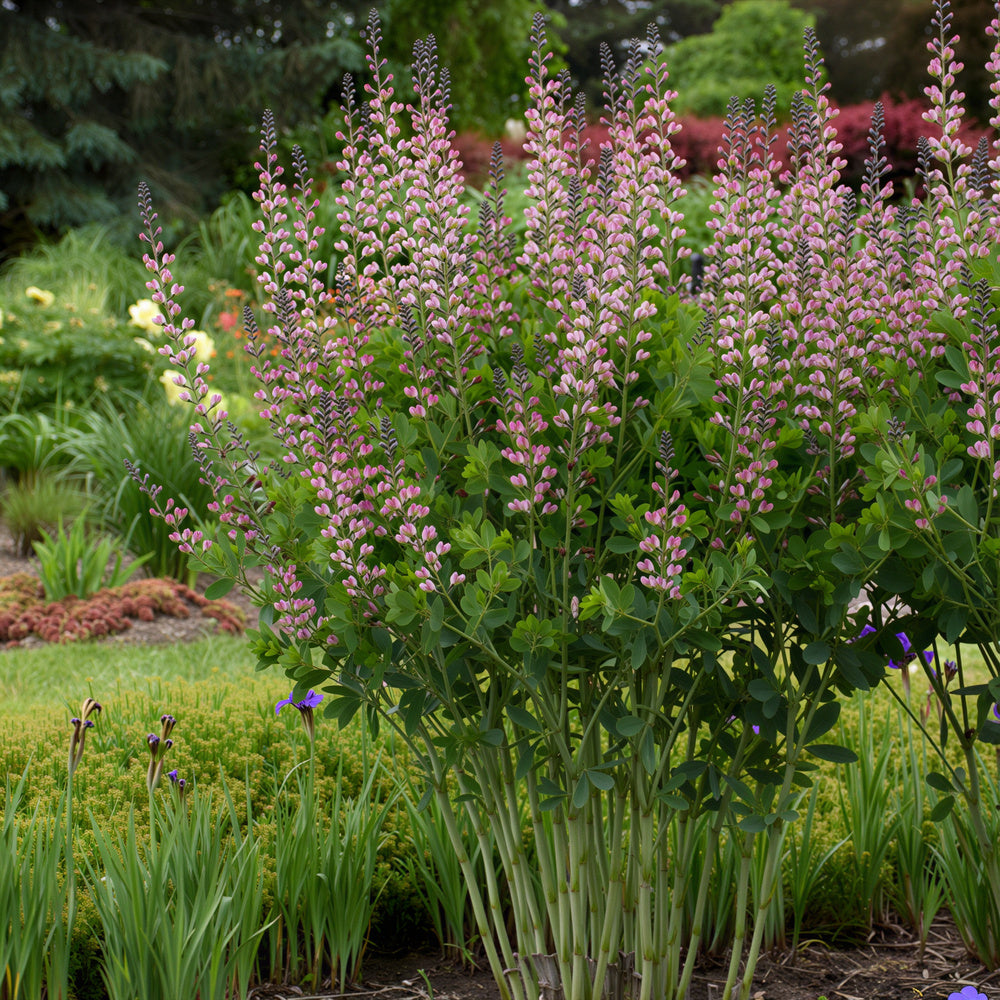 False Indigo Decadence® Deluxe 'Pink Truffles'