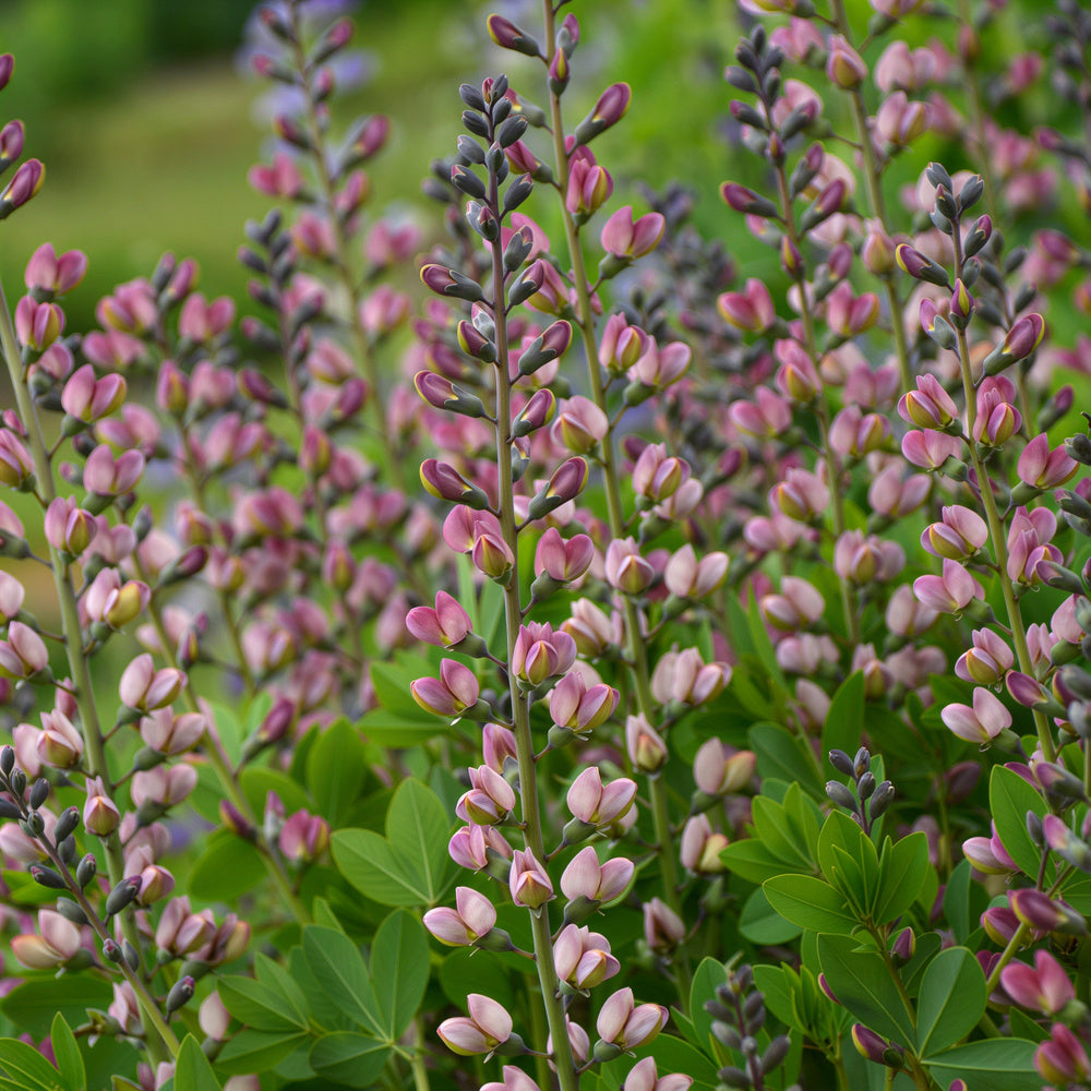 False Indigo Decadence® Deluxe 'Pink Truffles'