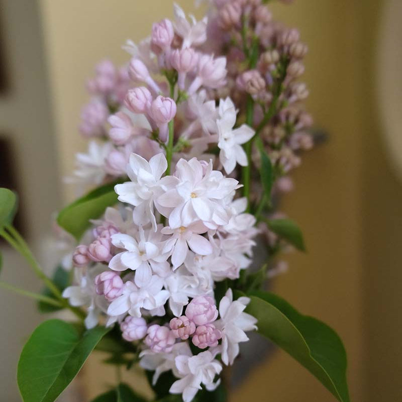 Beauty of Moscow Lilac (Krasavitsa Moskvy)