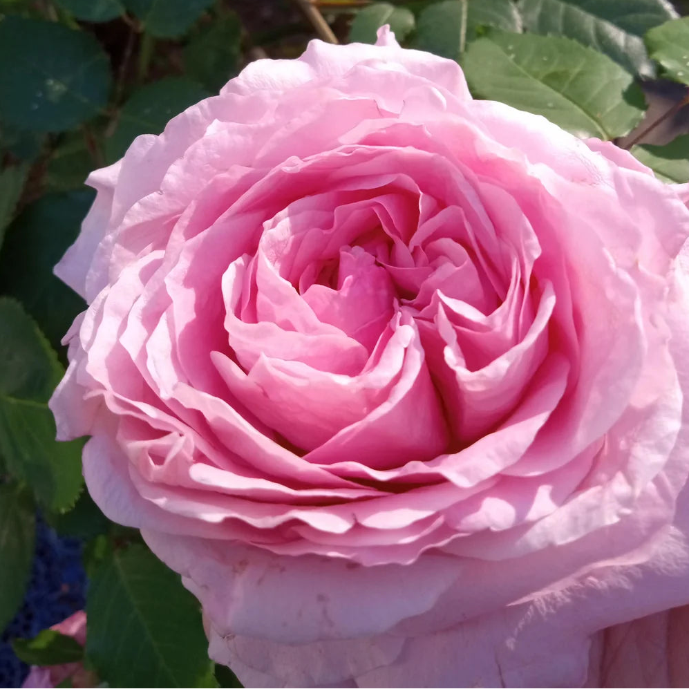 Belinda’s Dream Rose