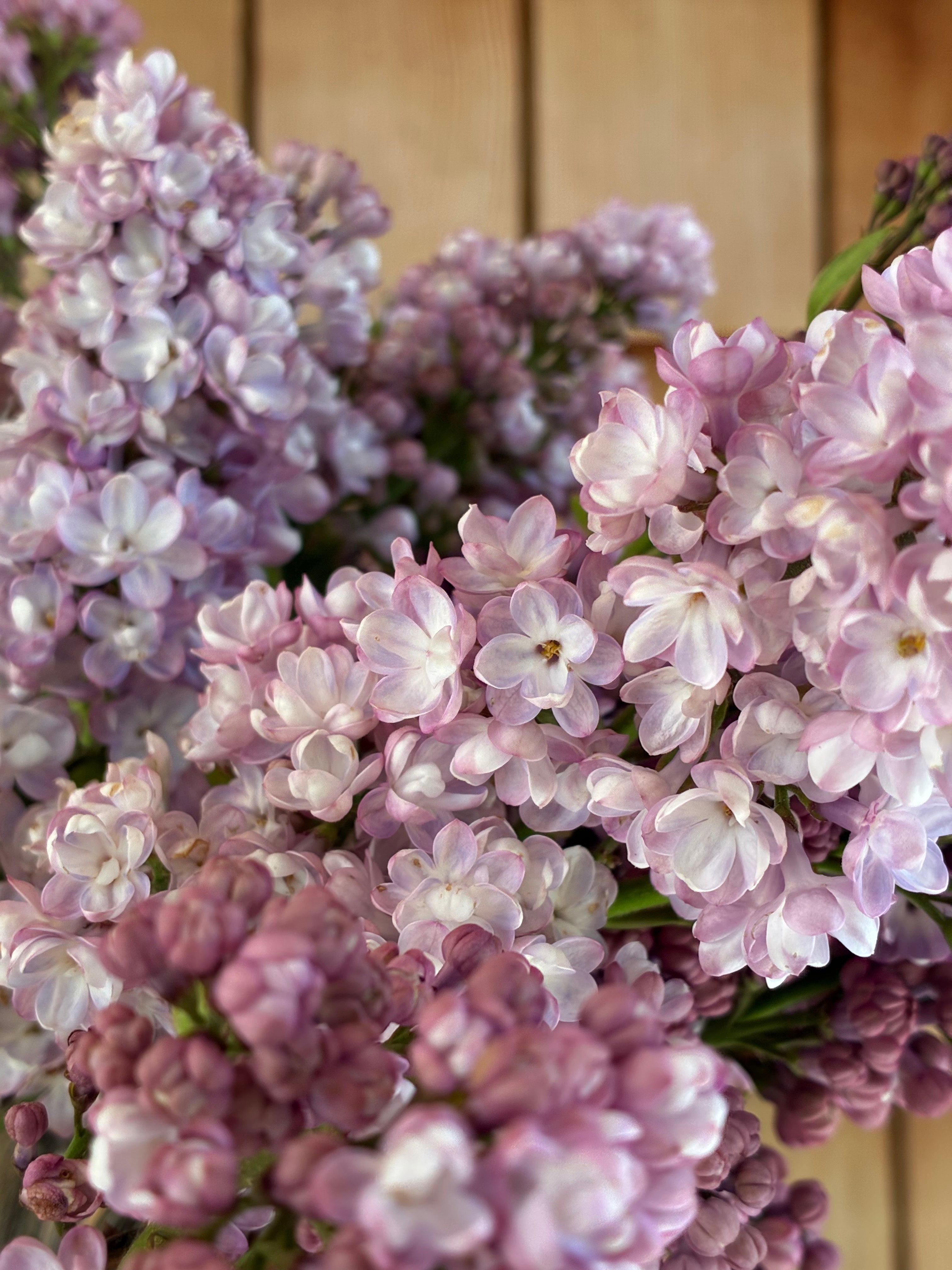 Belle de Nancy Lilac