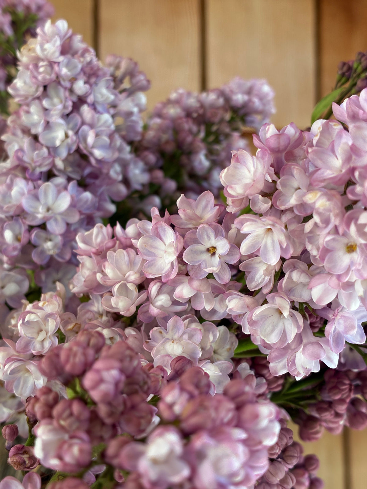 Belle de Nancy Lilac
