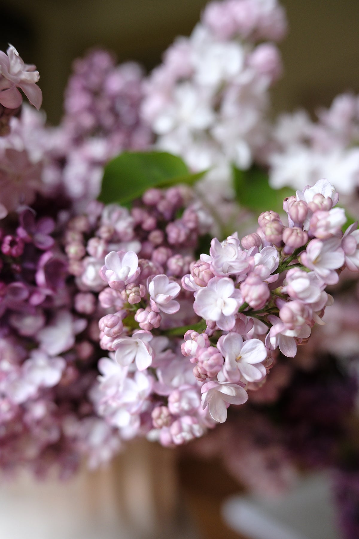 Belle de Nancy Lilac
