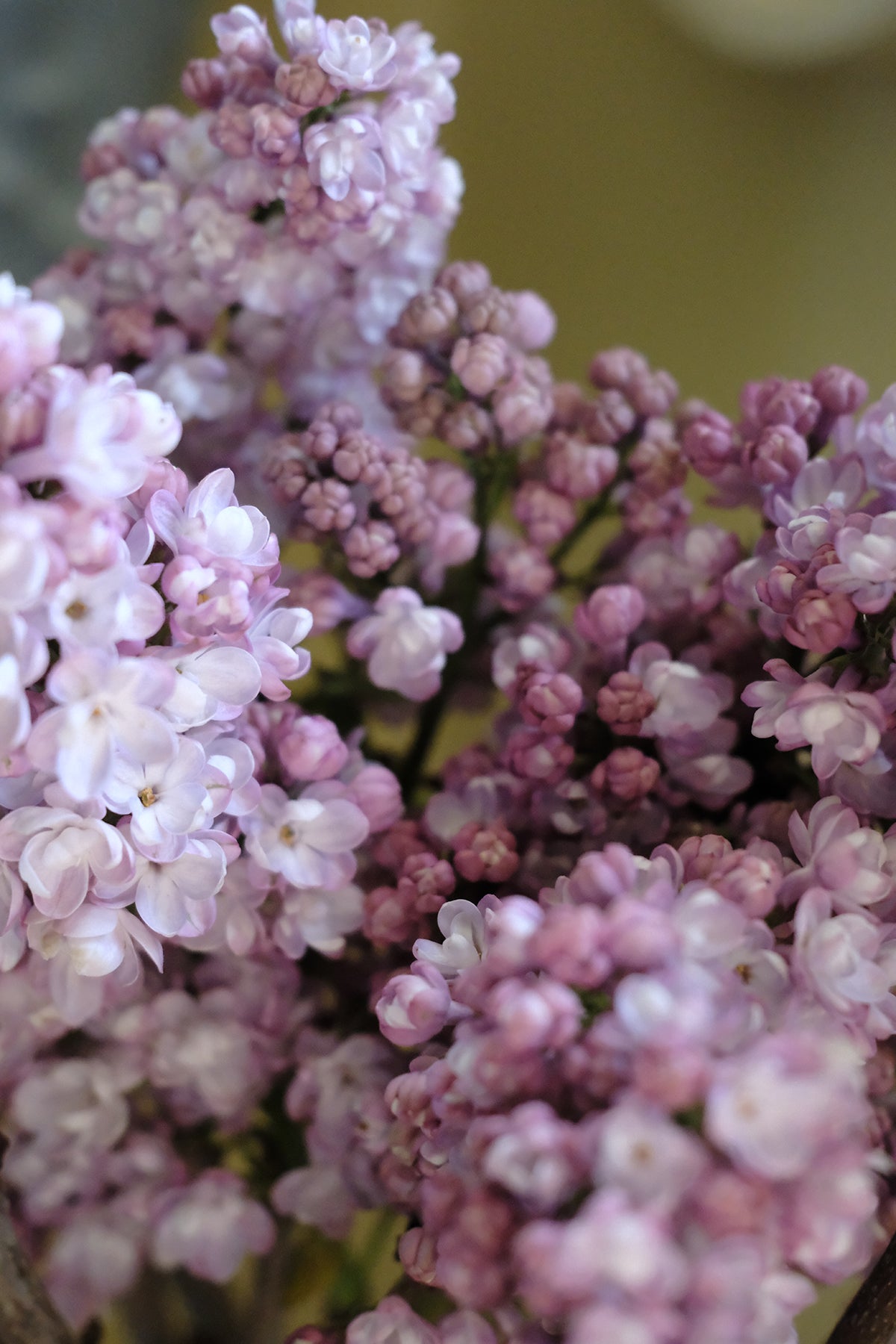 Belle de Nancy Lilac
