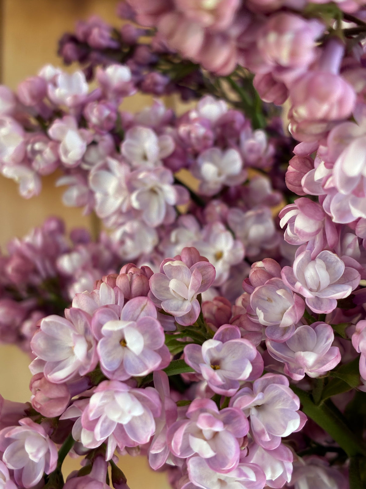 Belle de Nancy Lilac