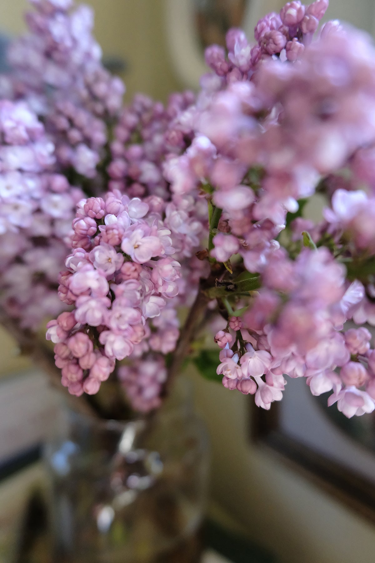 Belle de Nancy Lilac