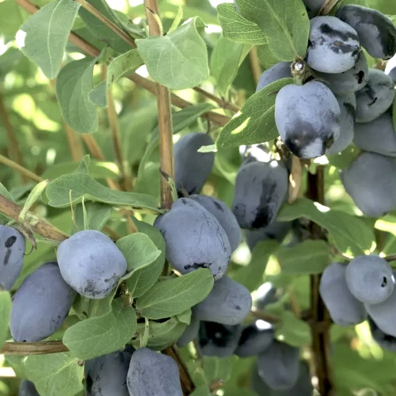 Boreal Beauty Honeyberry (Haskap)