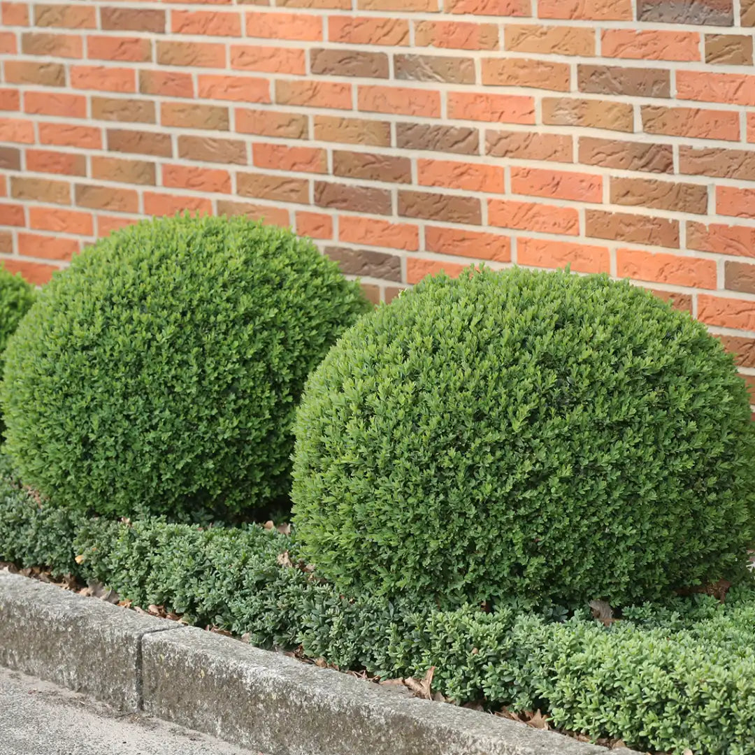 North Star® Boxwood