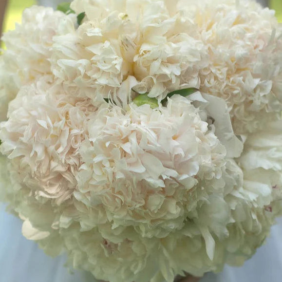 Peony ‘Bridal Grace’ (Bare Root)