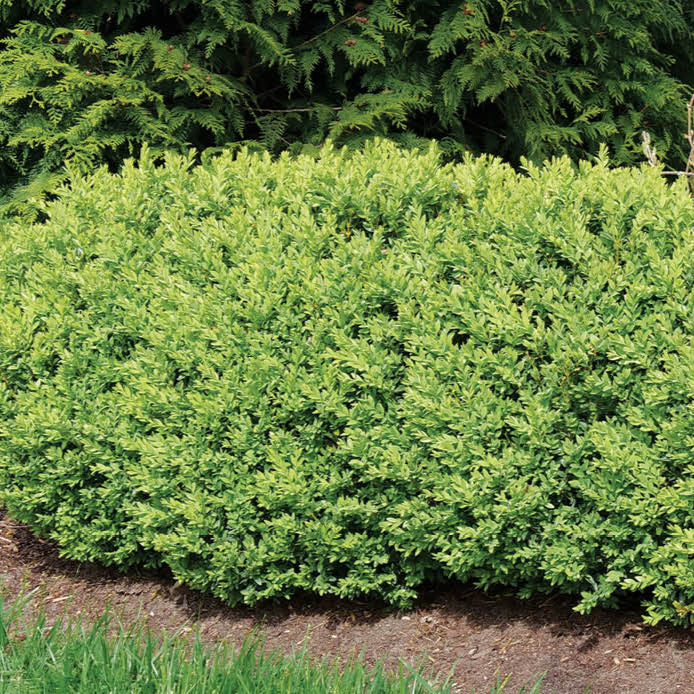 North Star® Boxwood