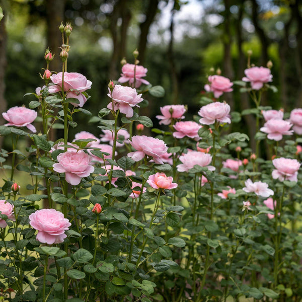 Queen of Sweden Rose (Bare Root) - The Greenhouse
