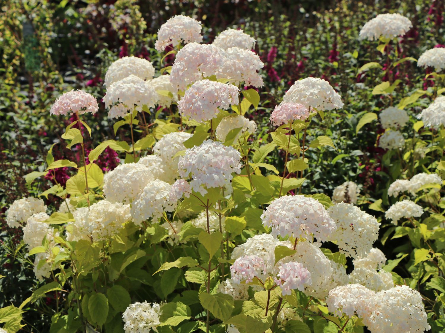 Hydrangea Candybelle® Marshmallow