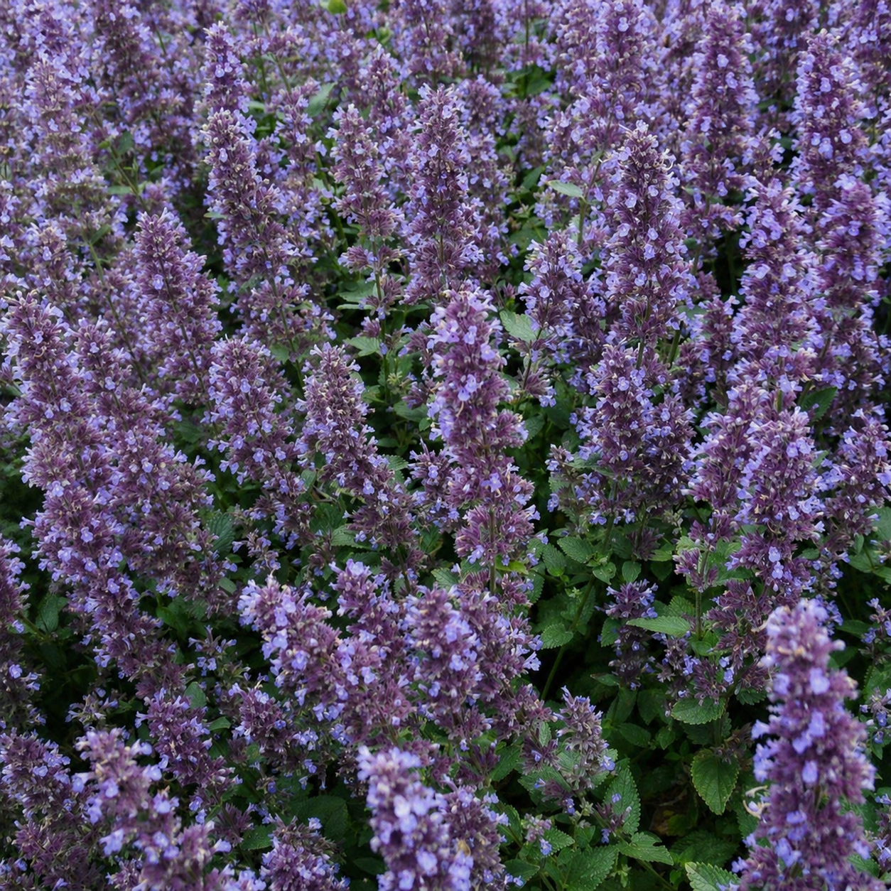 Whispurr™ Blue Catmint