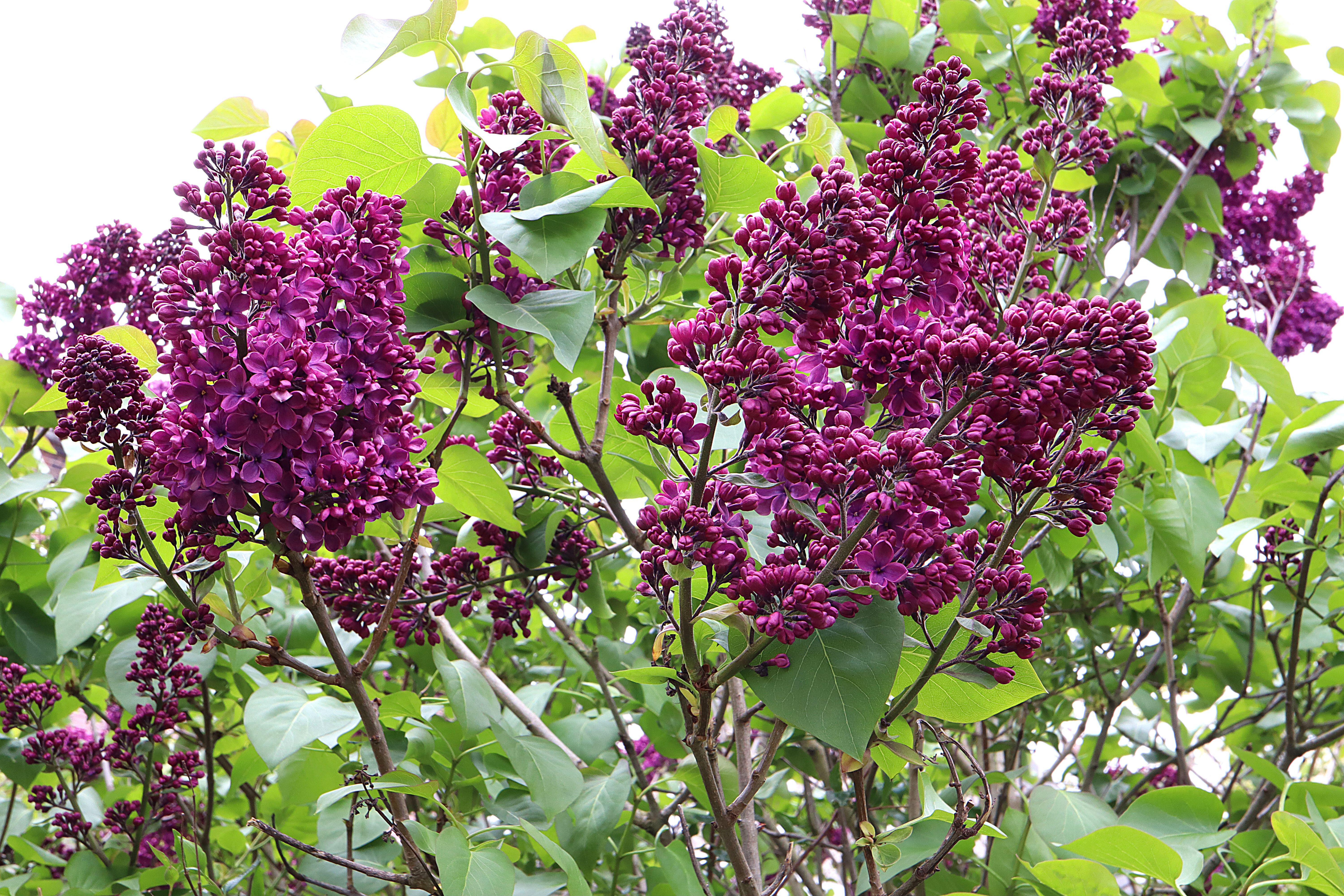 ‘Charles Joly’ Lilac