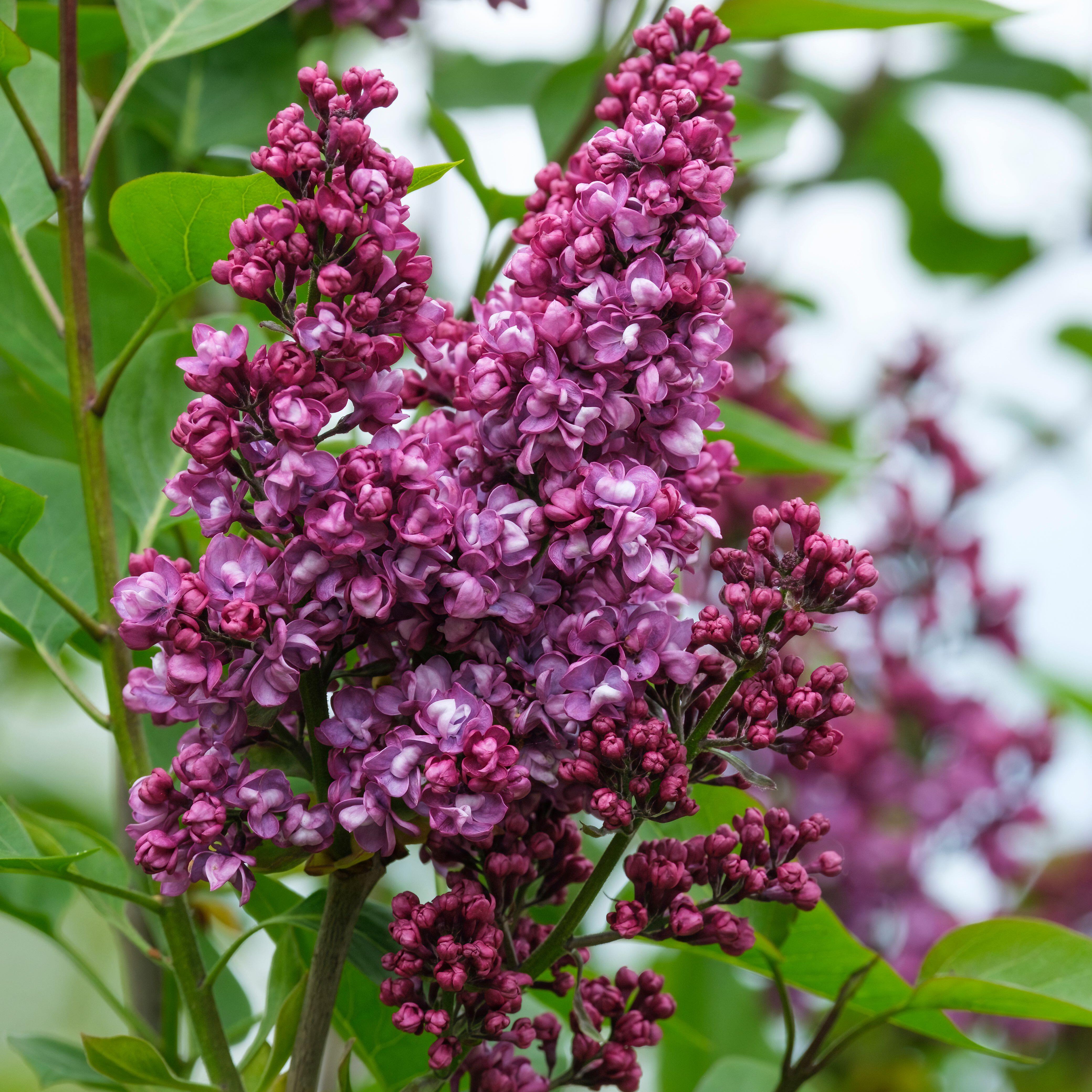‘Charles Joly’ Lilac