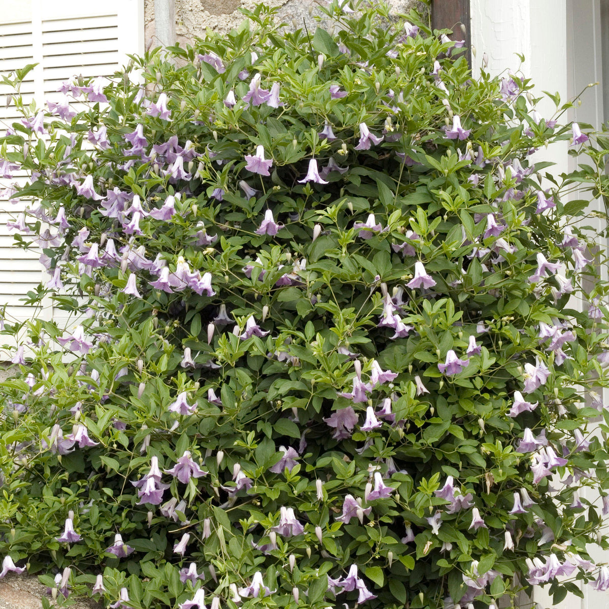 Clematis ‘Betty Corning’