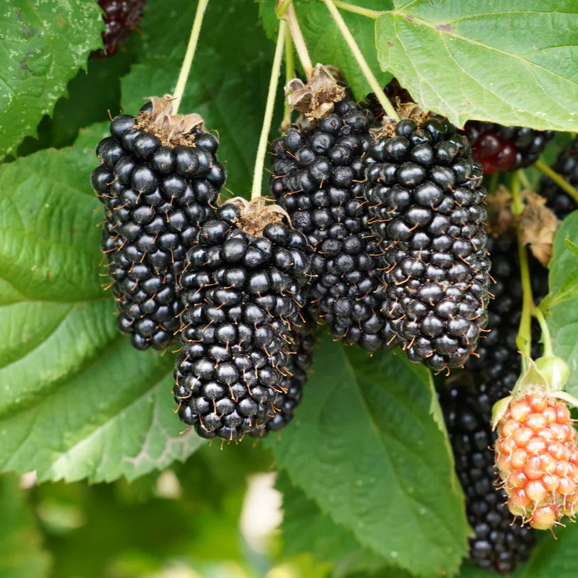 Columbia Giant Blackberry