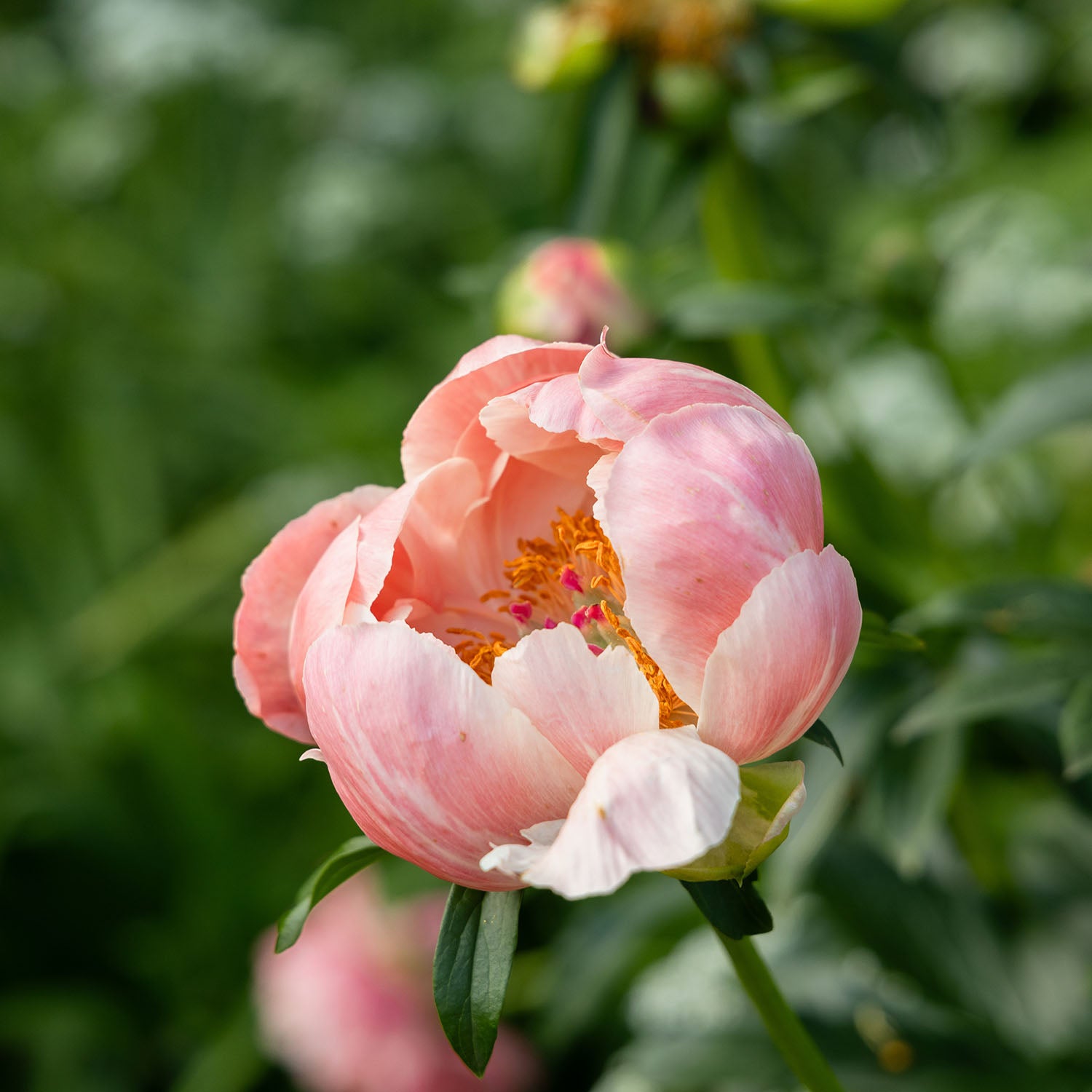 Peony ‘Coral Charm’ (Bare Root)