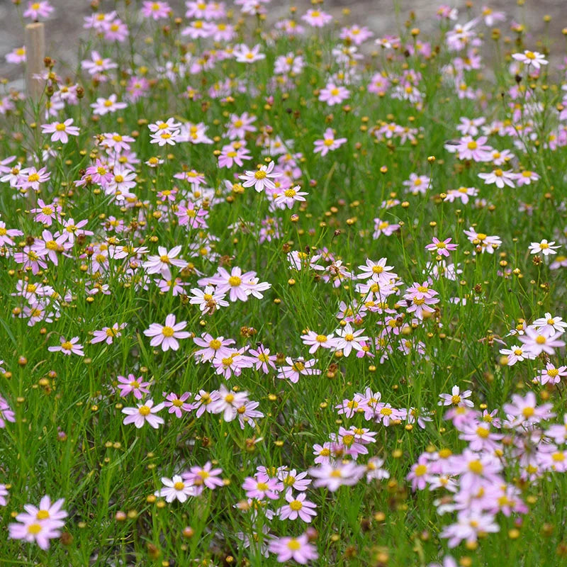 Coreopsis ‘American Dream’