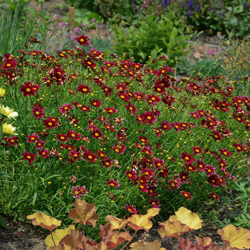 Coreopsis Big Bang™ &#39;Mercury Rising&#39;