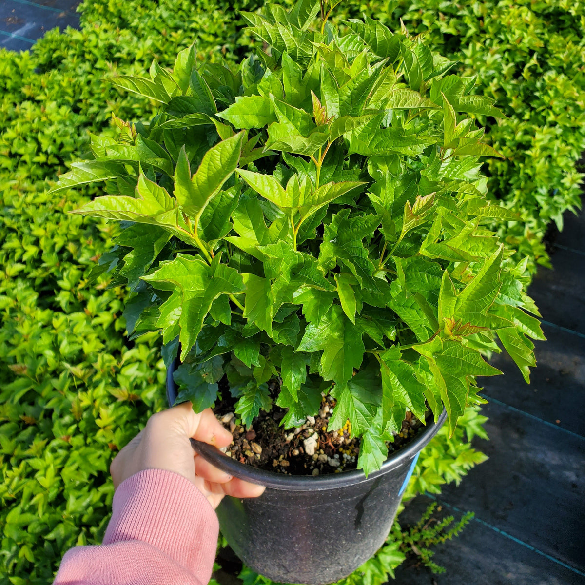 Dwarf European Cranberry Bush