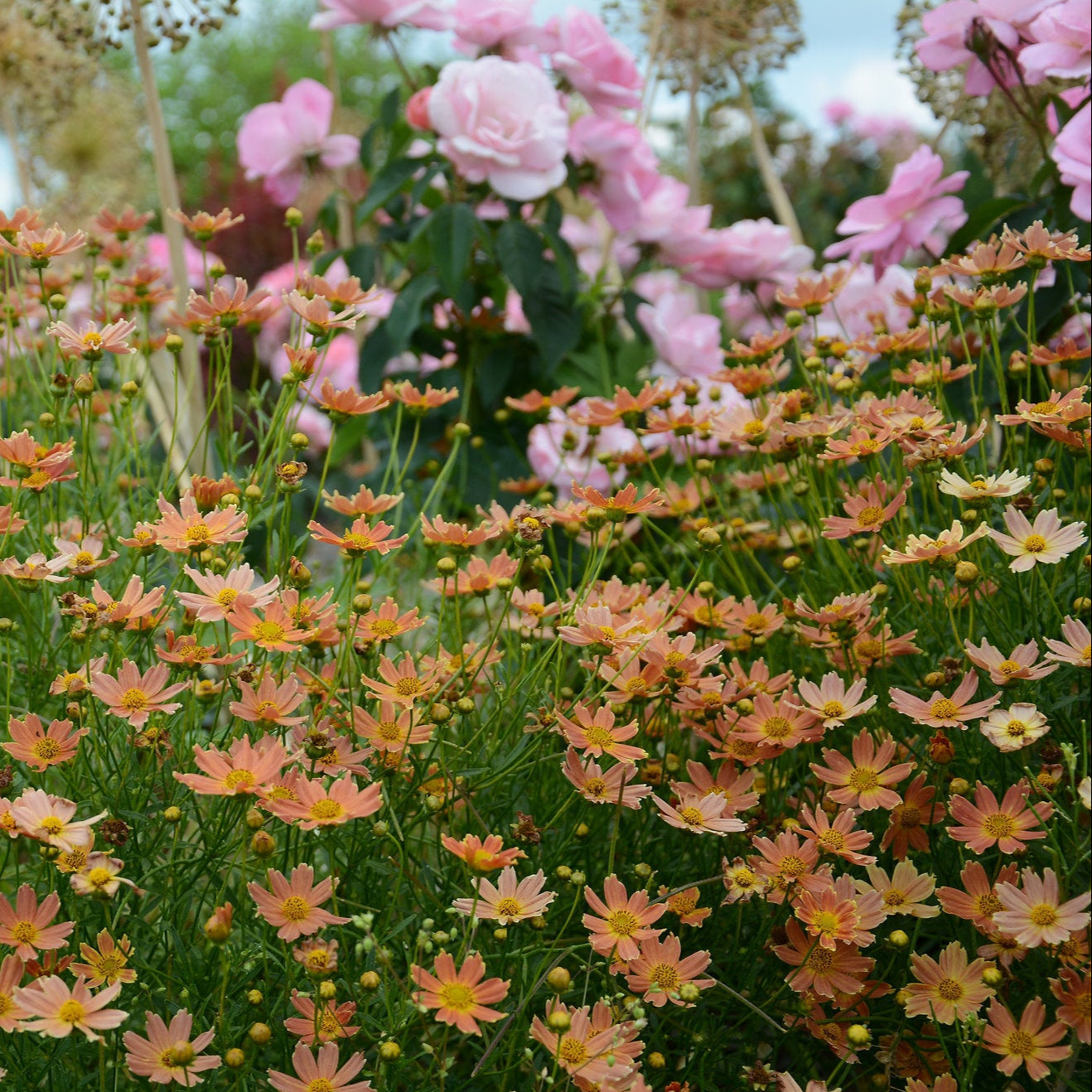Crème Caramel™ Coreopsis