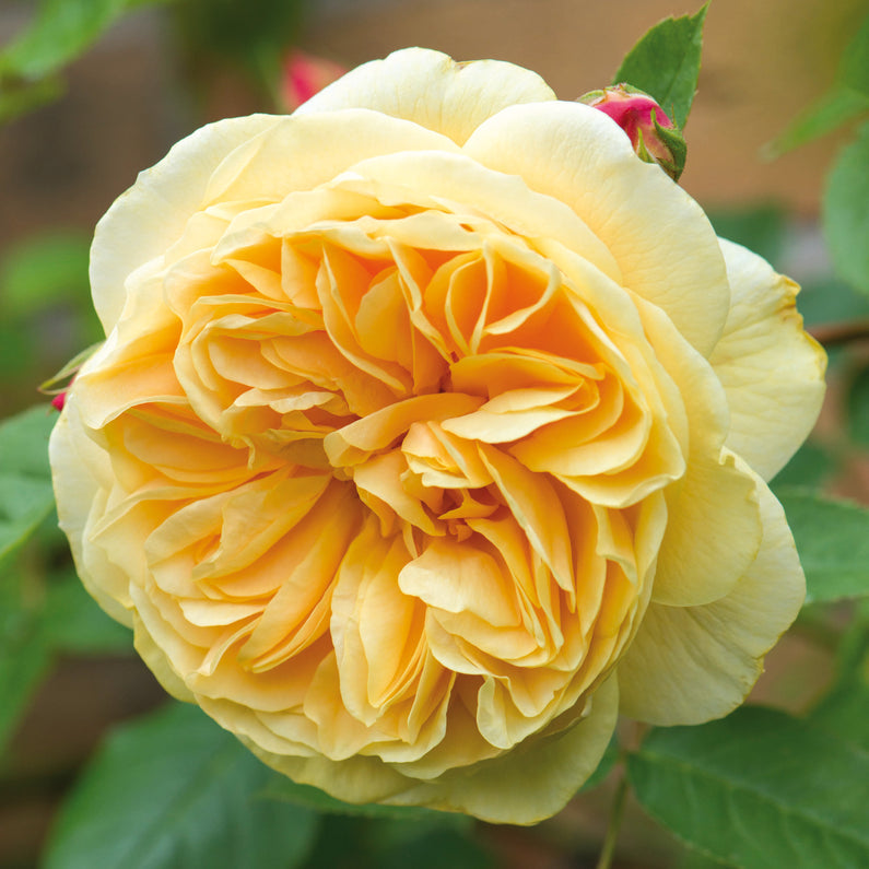 Teasing Georgia® Rose