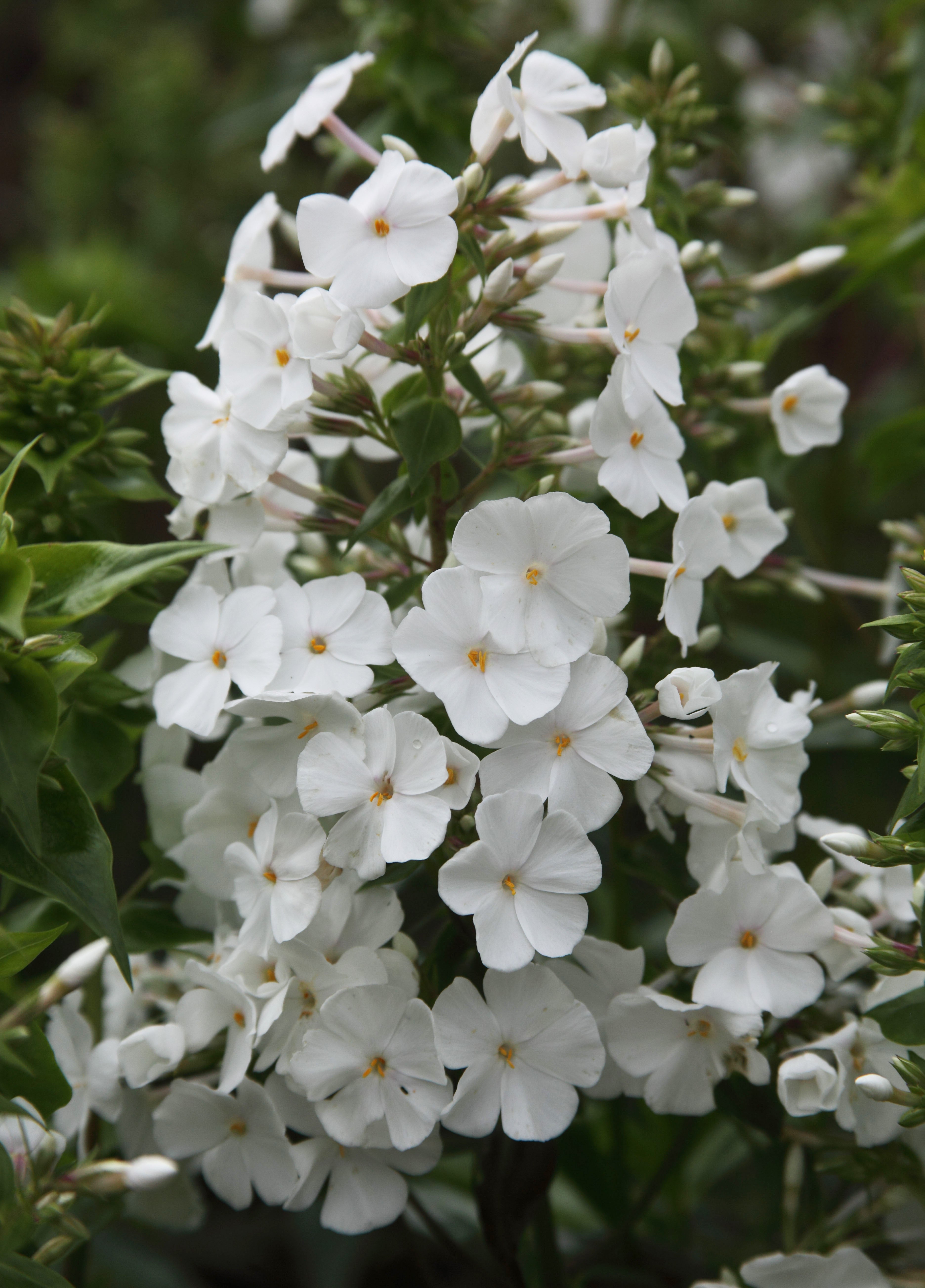 David Garden Phlox