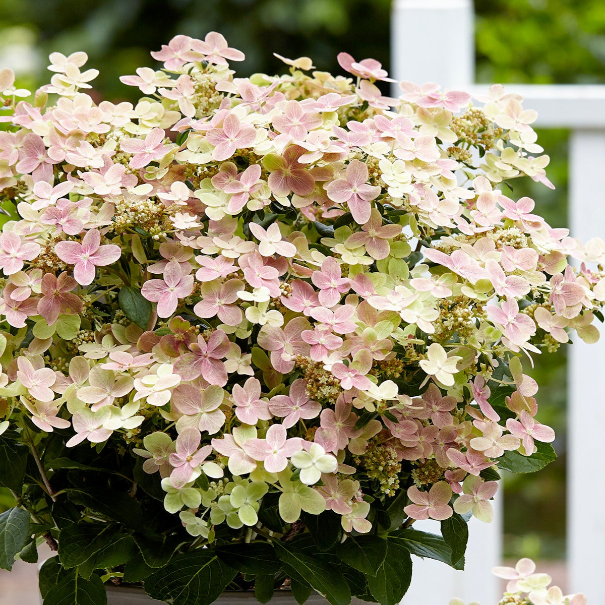Early Evolution Panicle Hydrangea